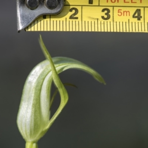 Pterostylis aneba at Paddys River, ACT - 13 Dec 2017