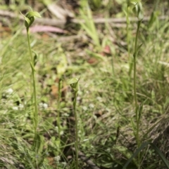 Pterostylis aneba at Paddys River, ACT - suppressed