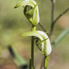 Pterostylis aneba at Paddys River, ACT - 13 Dec 2017