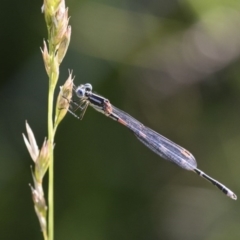 Austrolestes leda (Wandering Ringtail) at Illilanga & Baroona - 9 Dec 2017 by Illilanga