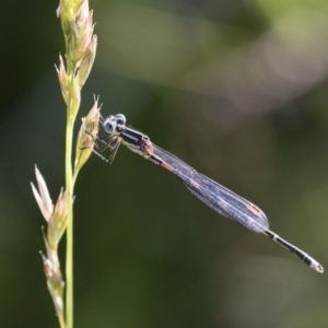 Austrolestes leda at Michelago, NSW - 9 Dec 2017 06:08 PM