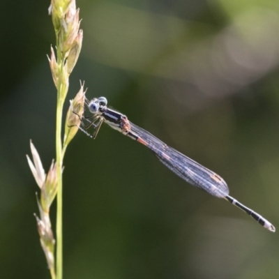 Austrolestes leda (Wandering Ringtail) at Michelago, NSW - 9 Dec 2017 by Illilanga