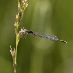 Austrolestes leda at Michelago, NSW - 9 Dec 2017 06:08 PM