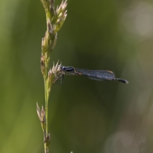 Austrolestes leda at Michelago, NSW - 9 Dec 2017 06:08 PM