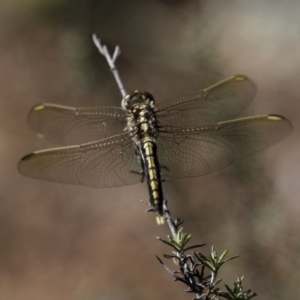 Orthetrum caledonicum at Michelago, NSW - 9 Dec 2017