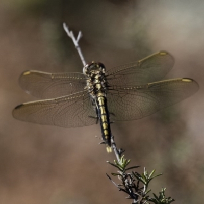 Orthetrum caledonicum (Blue Skimmer) at Michelago, NSW - 9 Dec 2017 by Illilanga