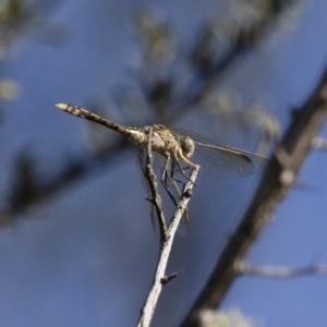 Orthetrum caledonicum at Michelago, NSW - 9 Dec 2017