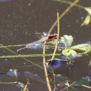 Xanthagrion erythroneurum at Michelago, NSW - 9 Dec 2017 05:28 PM