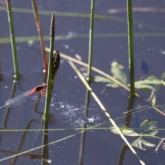 Xanthagrion erythroneurum at Michelago, NSW - 9 Dec 2017 05:28 PM