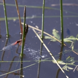 Xanthagrion erythroneurum at Michelago, NSW - 9 Dec 2017 05:28 PM