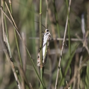 Utetheisa pulchelloides at Michelago, NSW - 9 Dec 2017