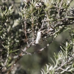 Utetheisa pulchelloides at Michelago, NSW - 9 Dec 2017