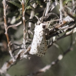 Utetheisa pulchelloides at Michelago, NSW - 9 Dec 2017 06:04 PM