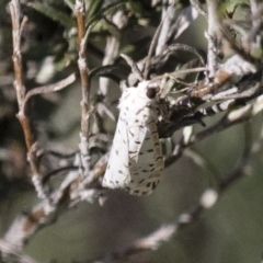 Utetheisa pulchelloides at Michelago, NSW - 9 Dec 2017