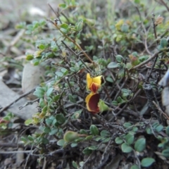 Bossiaea buxifolia (Matted Bossiaea) at Rob Roy Range - 28 Nov 2017 by michaelb