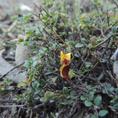 Bossiaea buxifolia (Matted Bossiaea) at Conder, ACT - 28 Nov 2017 by MichaelBedingfield