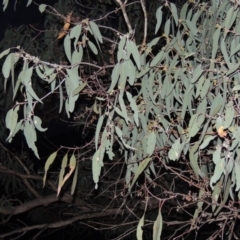 Eucalyptus nortonii (Mealy Bundy) at Conder, ACT - 28 Nov 2017 by michaelb