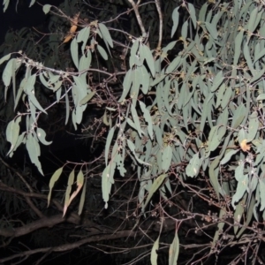 Eucalyptus nortonii at Conder, ACT - 28 Nov 2017