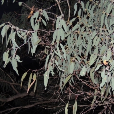 Eucalyptus nortonii (Large-flowered Bundy) at Conder, ACT - 28 Nov 2017 by michaelb