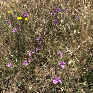 Arthropodium fimbriatum at Franklin, ACT - 13 Dec 2017 12:12 PM