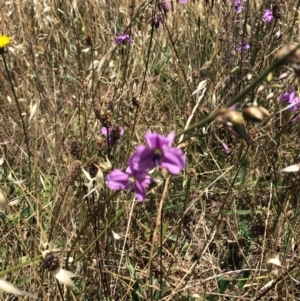 Arthropodium fimbriatum at Franklin, ACT - 13 Dec 2017 12:12 PM