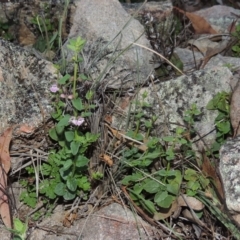 Scutellaria humilis (Dwarf Skullcap) at Rob Roy Range - 28 Nov 2017 by michaelb