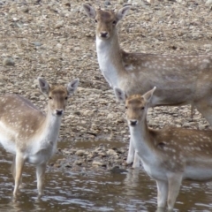 Dama dama (Fallow Deer) at Gigerline Nature Reserve - 14 Aug 2012 by Christine