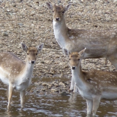 Dama dama (Fallow Deer) at Gigerline Nature Reserve - 14 Aug 2012 by Christine