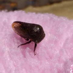 Terentius convexus (Hornless treehopper) at Flynn, ACT - 25 Aug 2012 by Christine