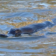 Ornithorhynchus anatinus (Platypus) at Paddys River, ACT - 4 Sep 2012 by Christine