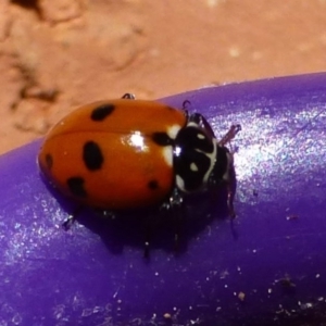 Hippodamia variegata at Flynn, ACT - 5 Sep 2012 12:00 AM