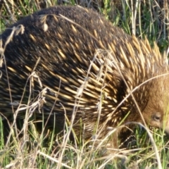 Tachyglossus aculeatus (Short-beaked Echidna) at Belconnen, ACT - 4 Oct 2012 by Christine