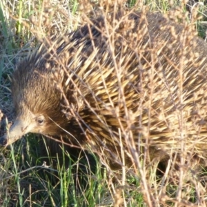 Tachyglossus aculeatus at Belconnen, ACT - 4 Oct 2012