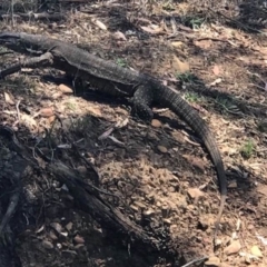 Varanus varius (Lace Monitor) at Manton, NSW - 12 Dec 2017 by GeoffRobertson