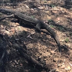 Varanus varius at Manton, NSW - suppressed