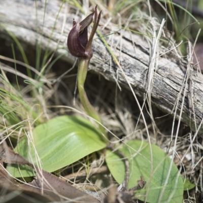 Chiloglottis valida (Large Bird Orchid) at Paddys River, ACT - 10 Dec 2017 by GlenRyan