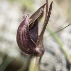 Chiloglottis valida at Paddys River, ACT - 11 Dec 2017