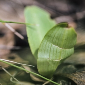 Chiloglottis valida at Paddys River, ACT - 11 Dec 2017