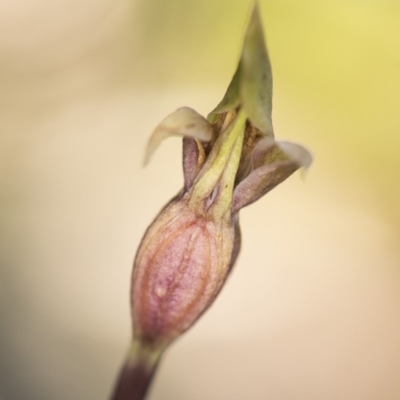 Chiloglottis valida (Large Bird Orchid) at Paddys River, ACT - 12 Dec 2017 by GlenRyan