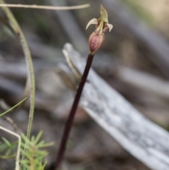 Chiloglottis valida at Paddys River, ACT - suppressed