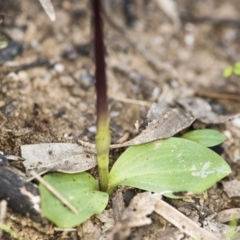 Chiloglottis valida at Paddys River, ACT - suppressed