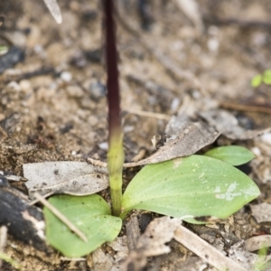 Chiloglottis valida at Paddys River, ACT - 13 Dec 2017