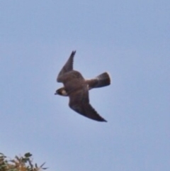 Falco peregrinus (Peregrine Falcon) at Googong, NSW - 14 Dec 2017 by Wandiyali