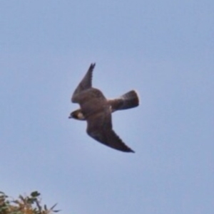 Falco peregrinus at Googong, NSW - 14 Dec 2017 05:31 PM