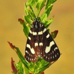 Phalaenoides tristifica (Willow-herb Day-moth) at Paddys River, ACT - 14 Dec 2017 by JohnBundock