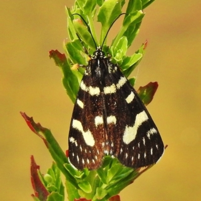 Phalaenoides tristifica (Willow-herb Day-moth) at Tidbinbilla Nature Reserve - 14 Dec 2017 by JohnBundock