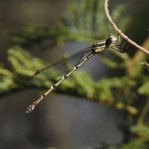 Austrolestes leda at Paddys River, ACT - 14 Dec 2017