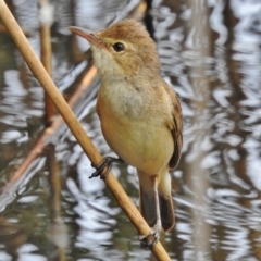 Acrocephalus australis (Australian Reed-Warbler) at Paddys River, ACT - 14 Dec 2017 by JohnBundock