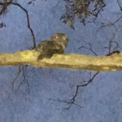 Podargus strigoides (Tawny Frogmouth) at Hughes, ACT - 14 Dec 2017 by KL