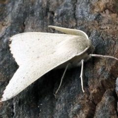 Arhodia lasiocamparia (Pink Arhodia) at O'Connor, ACT - 13 Dec 2017 by ibaird